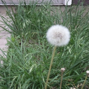 Dandelion and other weeds in the lawn.