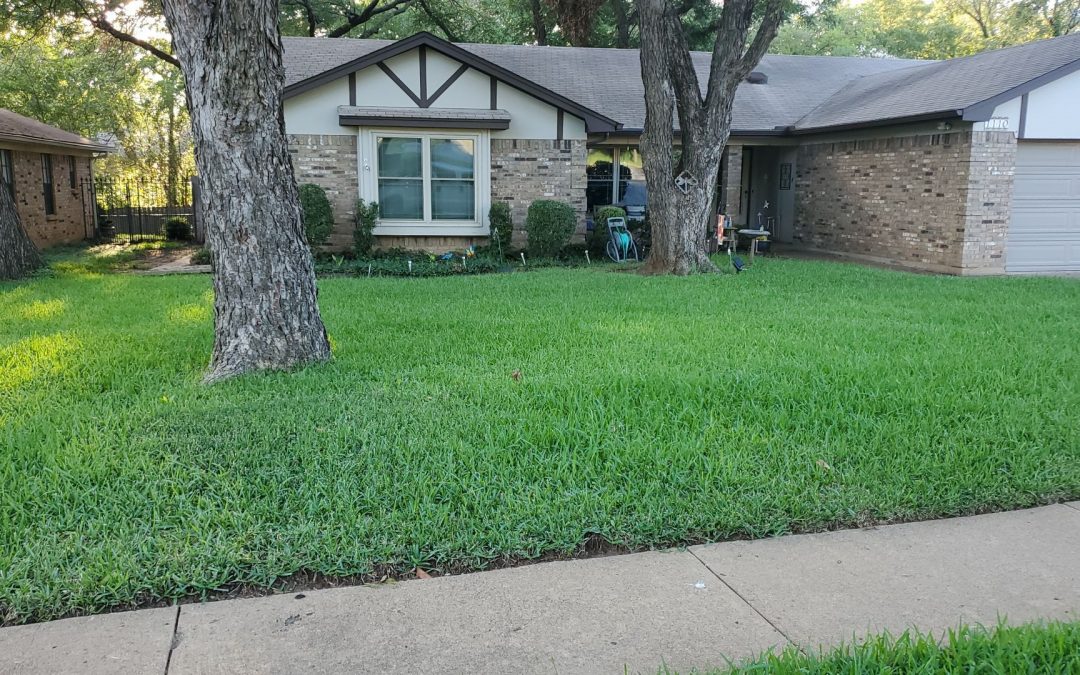 The Green Dream: Lawn Fertilization and Weed Control for a Picture-Perfect Yard